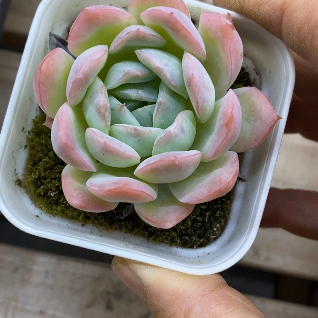 精品多肉一物一拍不包整55