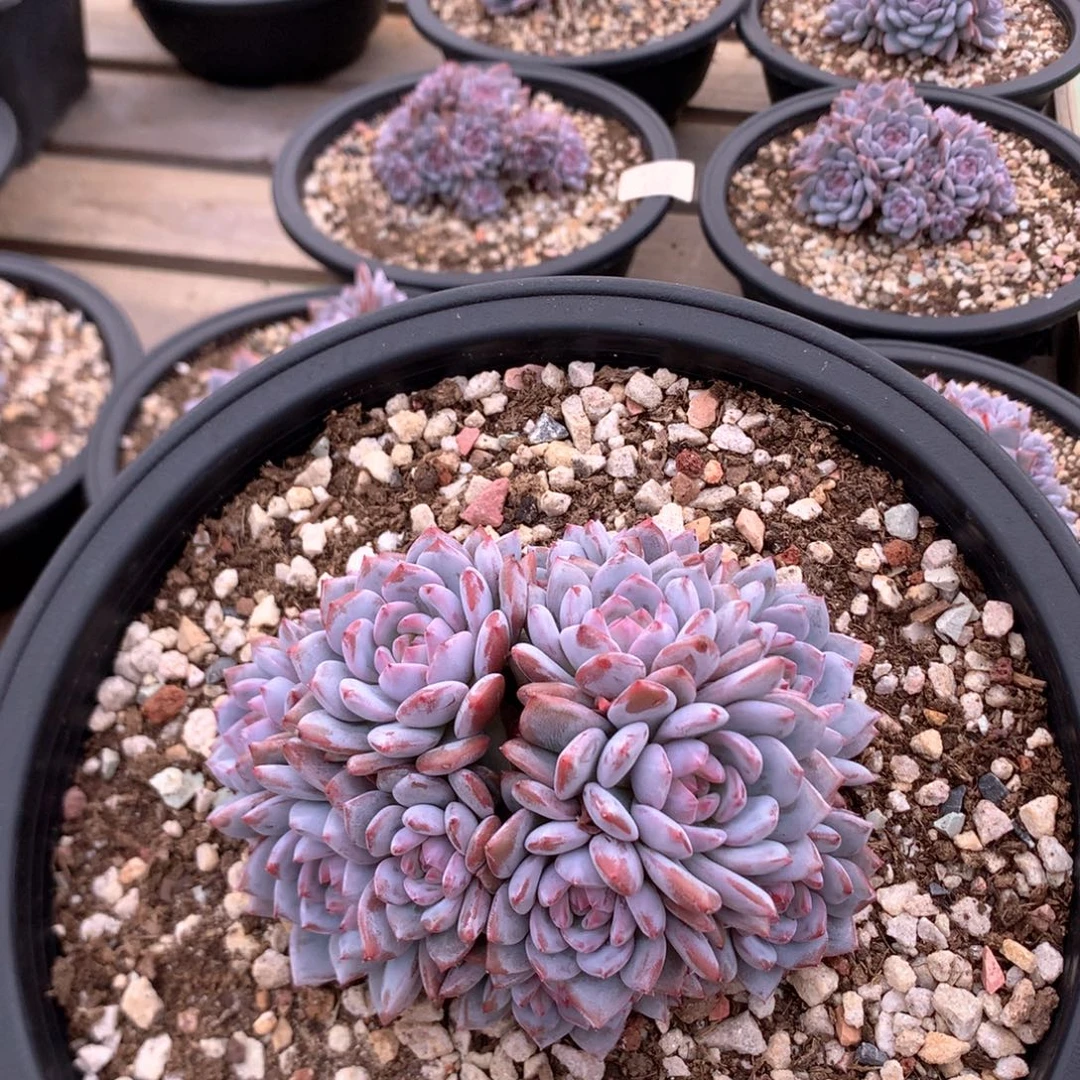 是***！12厘米有砍星星橙 特价 4556