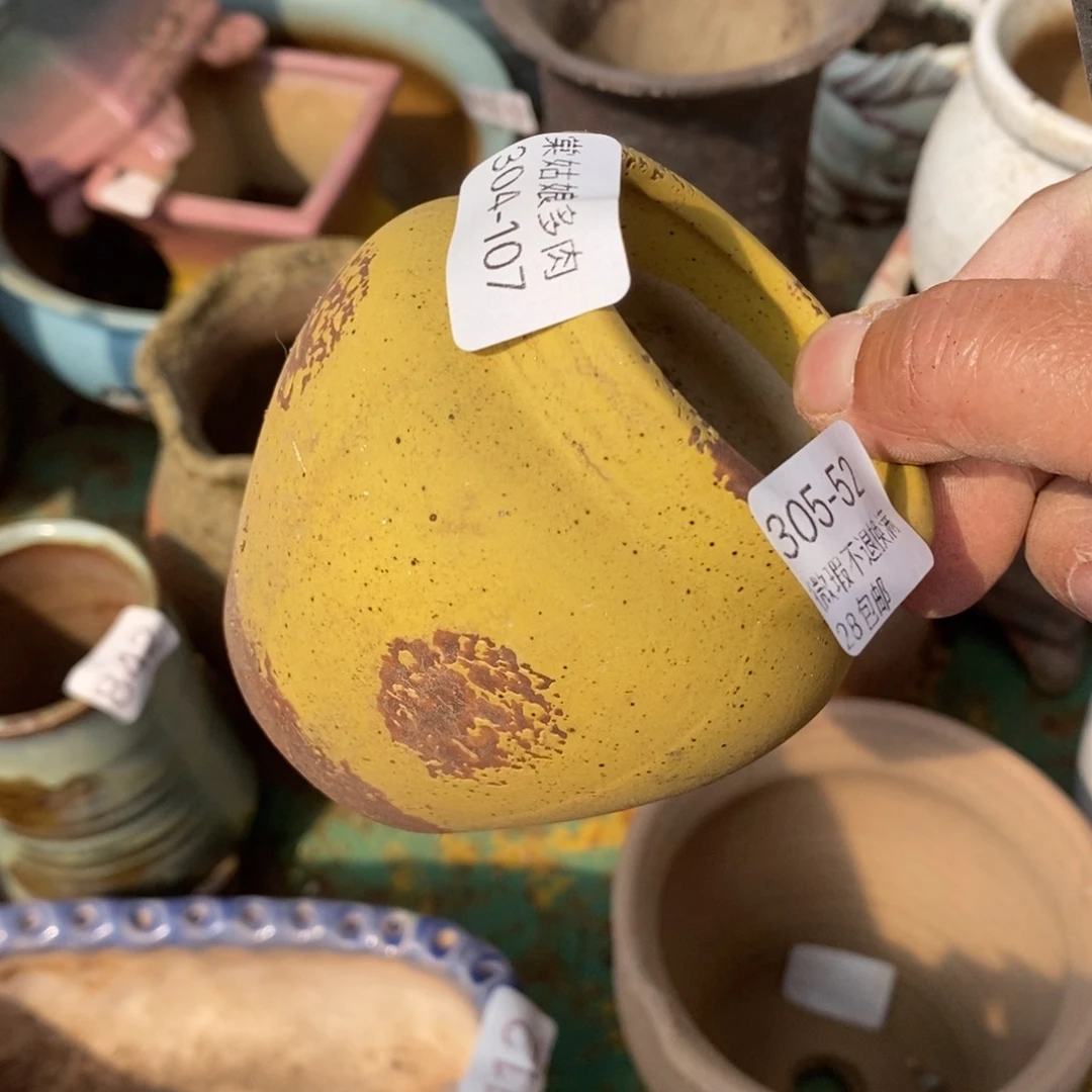 红陶王****?52号多肉盆一个呀