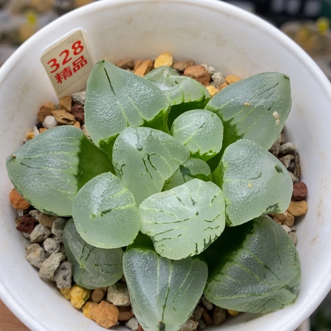 328号虞美人多肉植物