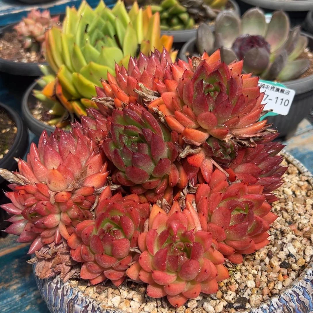 从前慢多肉精选编号0717.110