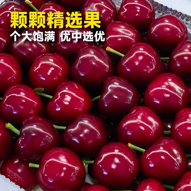 【高端品种】大连2JJ美早樱桃1盒3斤装 口感好山东樱桃美早辽宁省