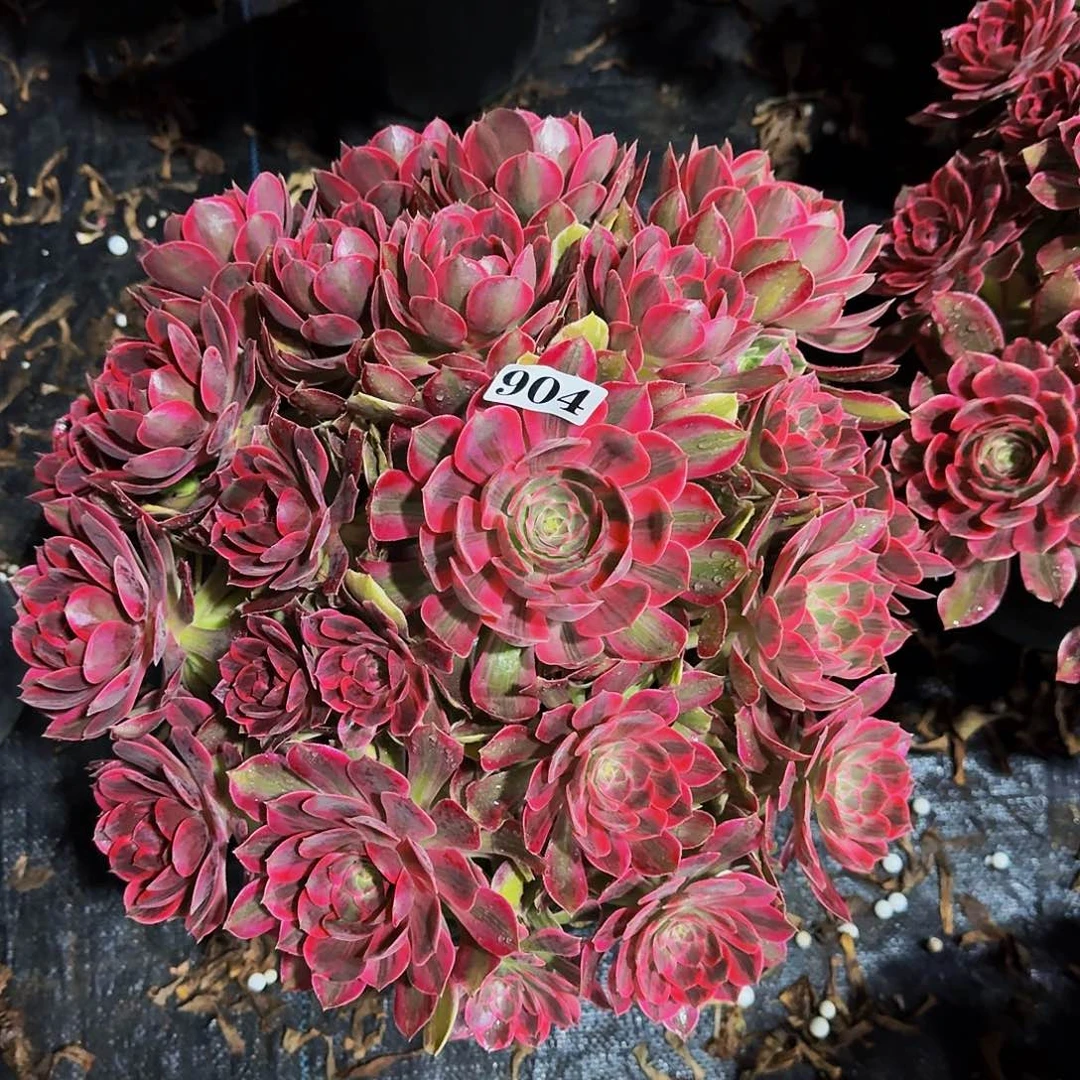 904焕纱多肉植物