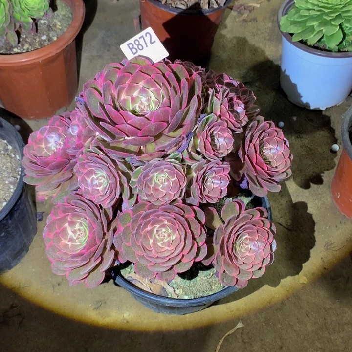 粉花妖972000000000000