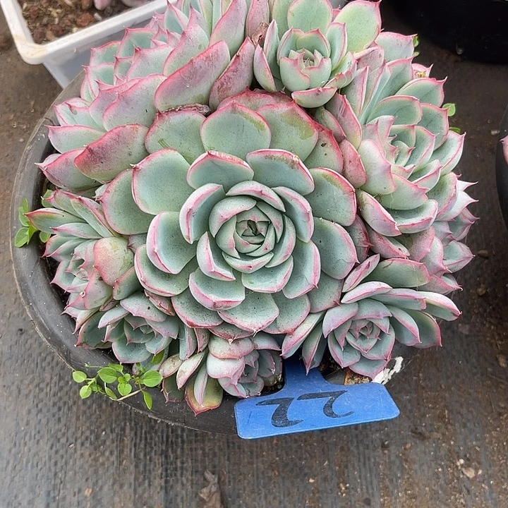 两单包邮，一物一拍，22侧影