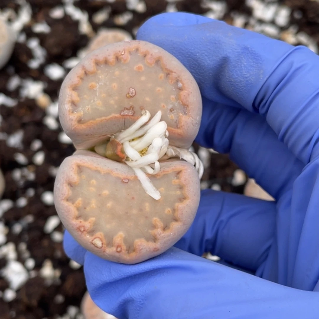 非偏远满20包邮497