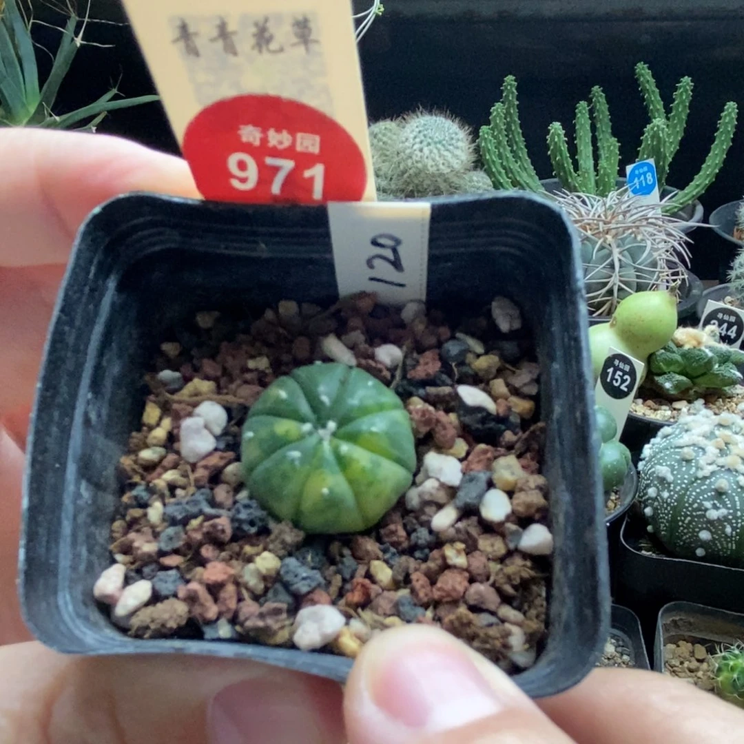 实生花斑兜锦一颗仙人球