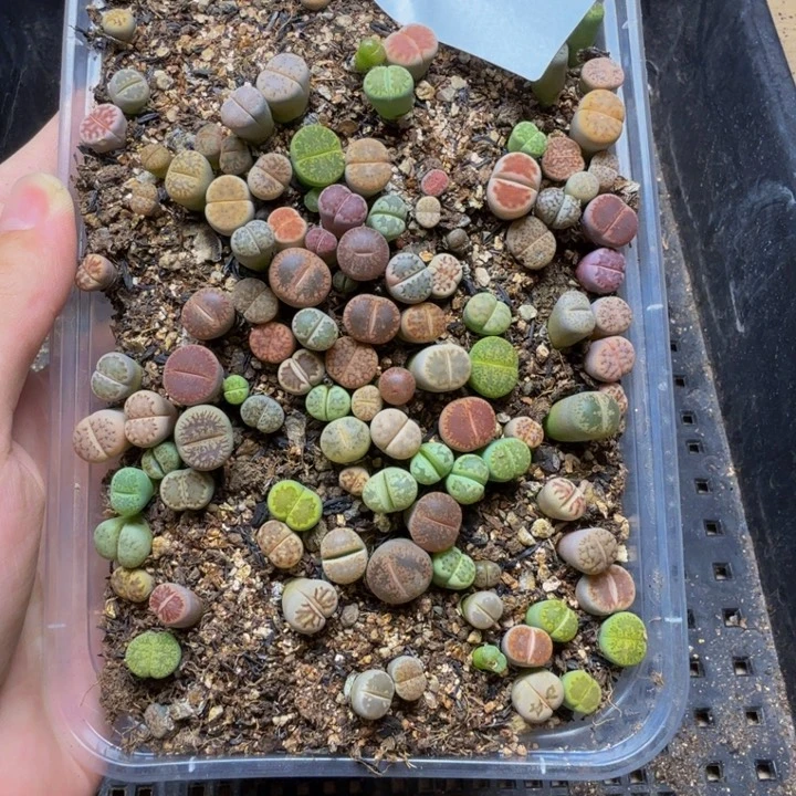多肉植物的生长发育261