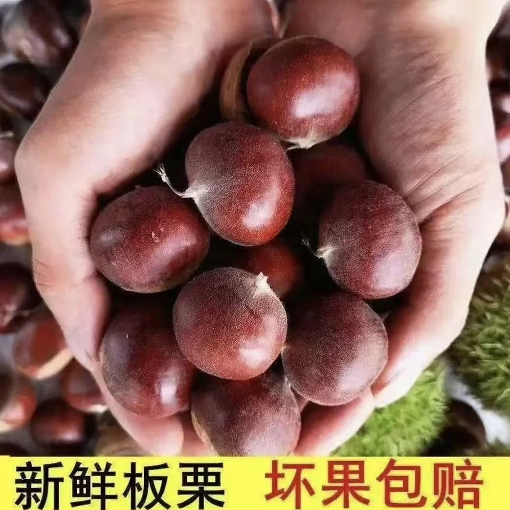 【买三斤送二斤】现摘现发新鲜板栗送栗爪难剥皮