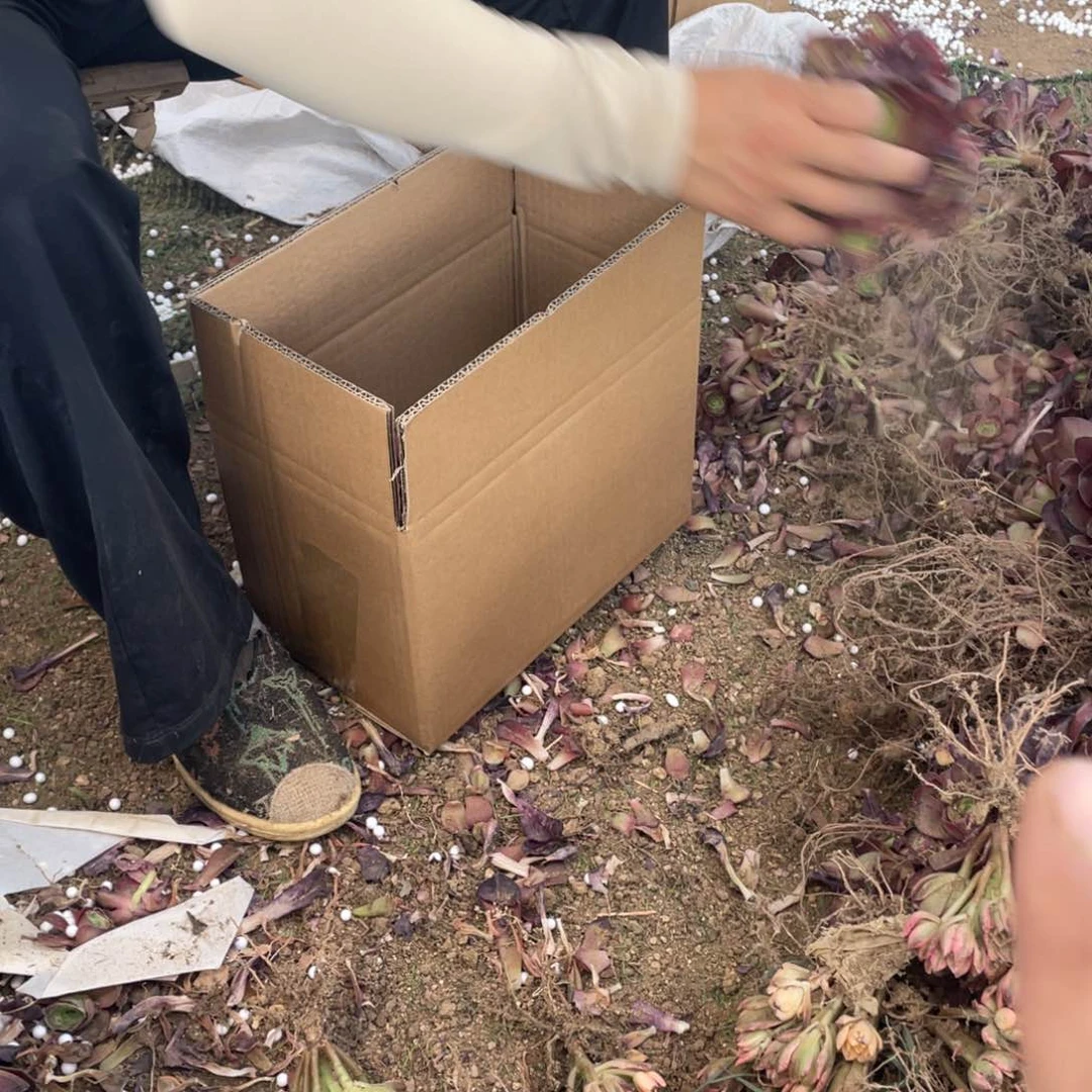 魅金玫瑰5颗小捧不周正没有售后