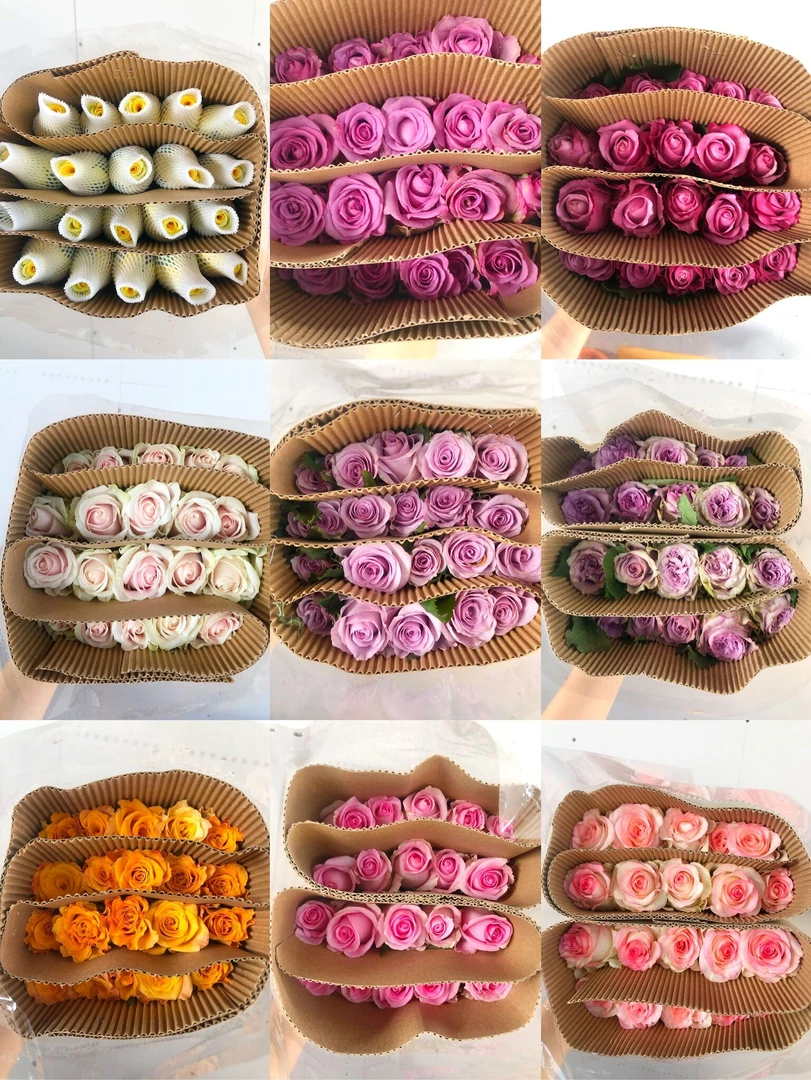 【买一送一】随机混色玫瑰10支 云南基地鲜花直发家养水养