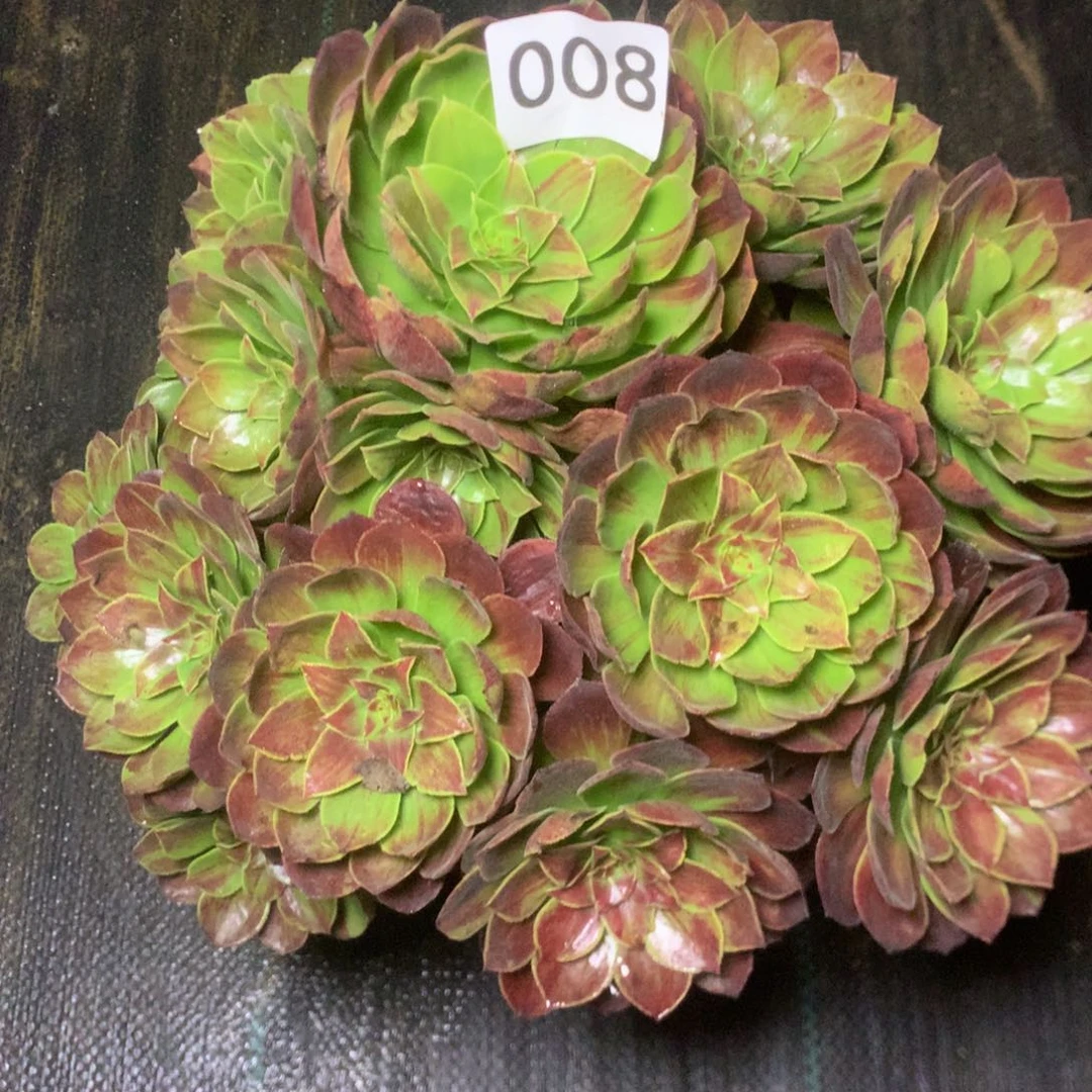 008墨柒多多肉植物