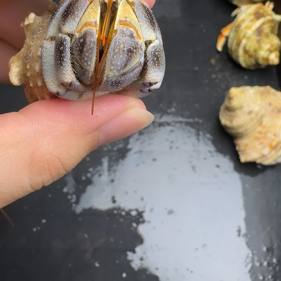 39号2.5口黄肩灰蓝虎纹异色