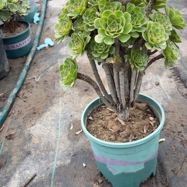 6原始绿法师多肉植物多肉