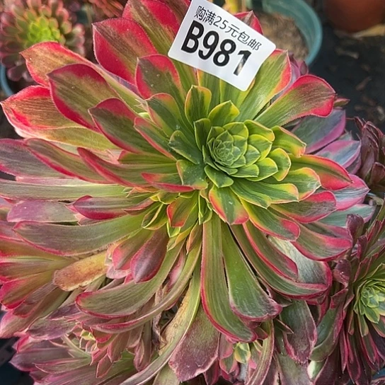 爱****）多肉植物一个