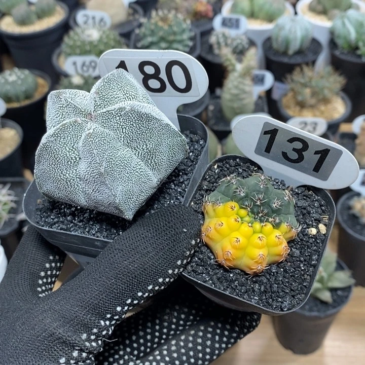 b****n专拍180和131