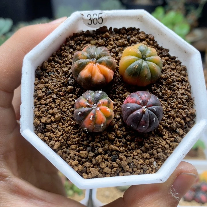 小兜锦实生4颗带盆365