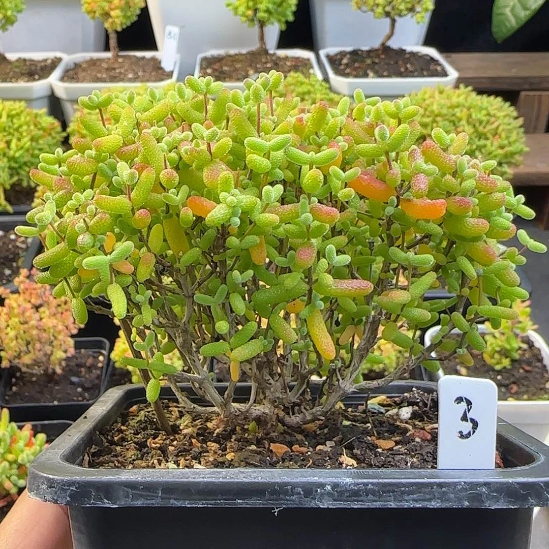 金桔糖球一物一拍