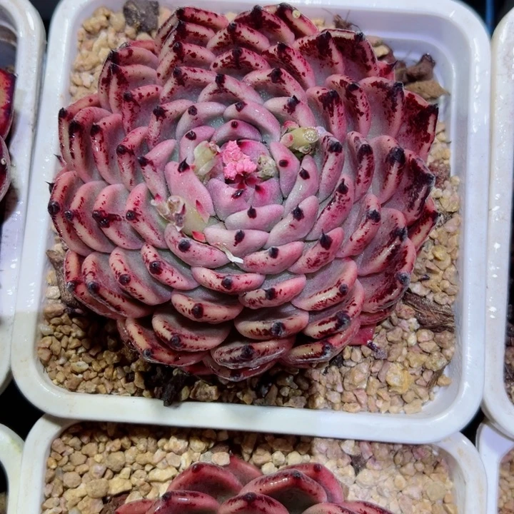 精品多肉植物老桩