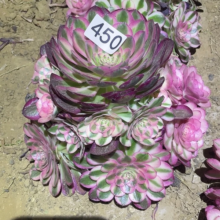 多肉植物法师450倾城