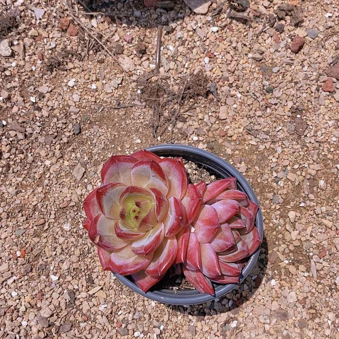 c**c17-41 夜魔侠双头瑕疵一颗一物一拍