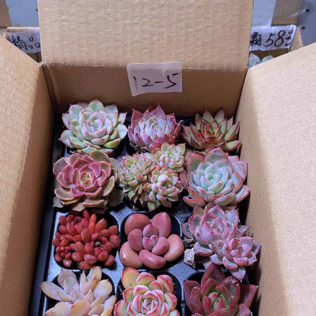 【闪购商品】12颗-5