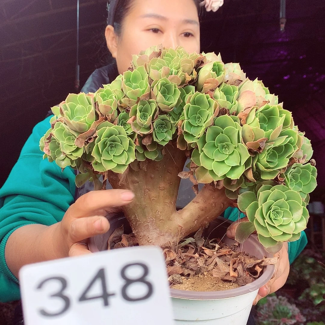 柒柒精品多肉脱土发货不包断侧枝348