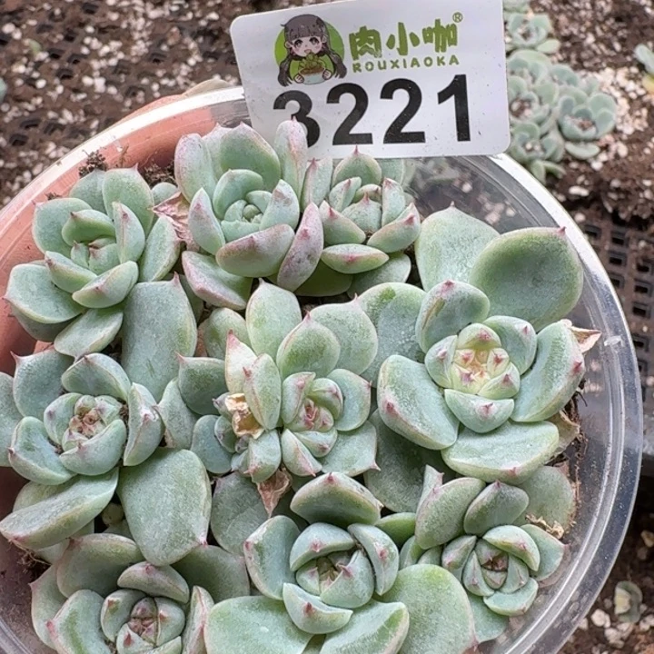多肉植物多肉植物