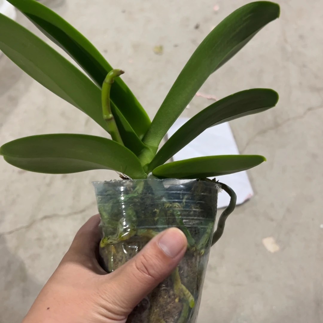 当前无花栽培后可以开花宝贝带剑发货