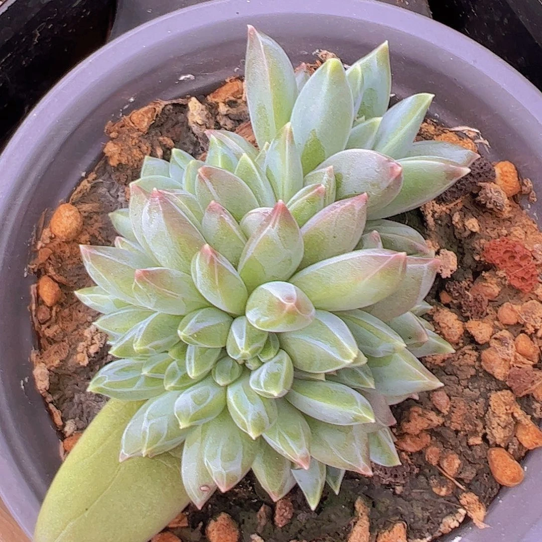 幻影缀化111111111