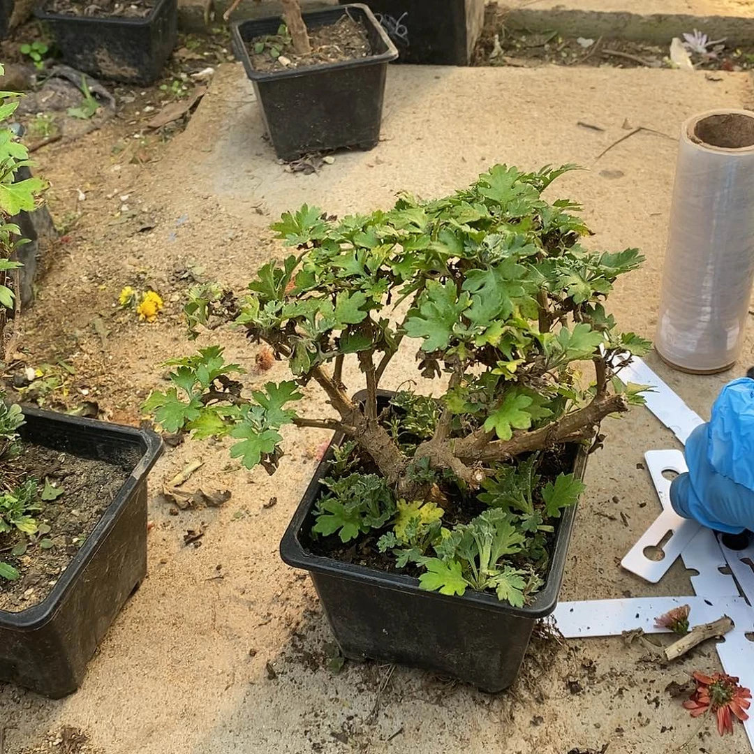 淡***然完全开放盆景菊花