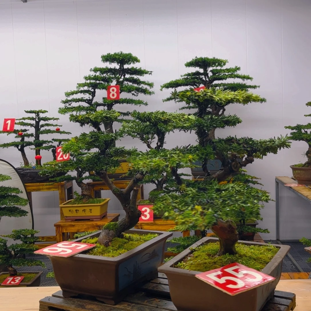 完全开放罗汉松盆景一对