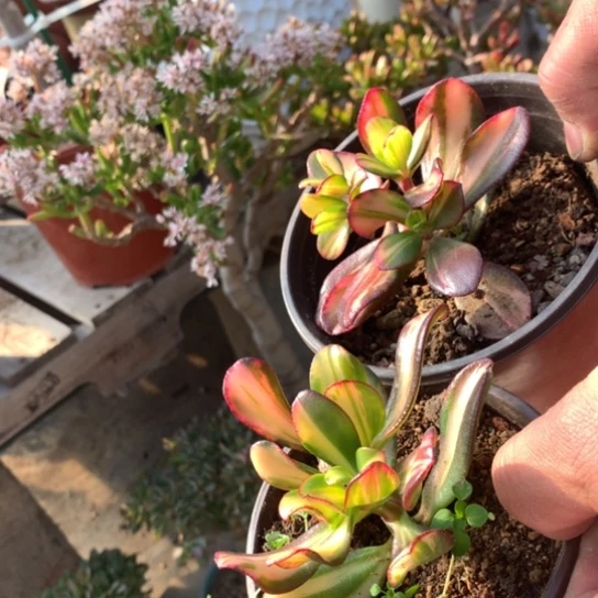 熊*熊姐两颗卷叶