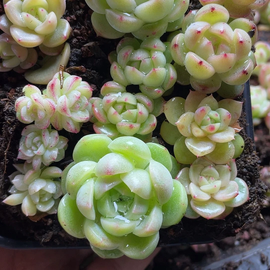 2s+珍妮混一物一拍043