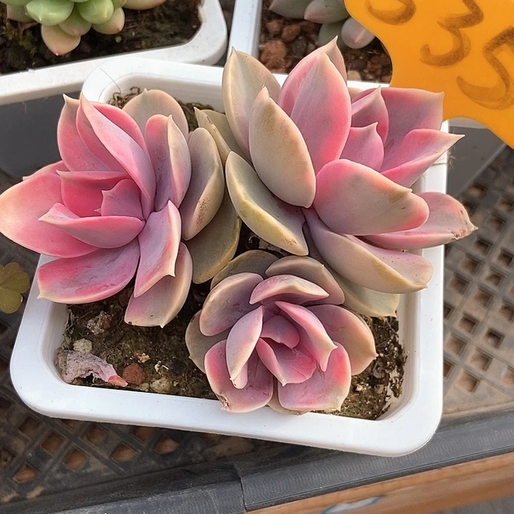 多肉植物彩虹锦535