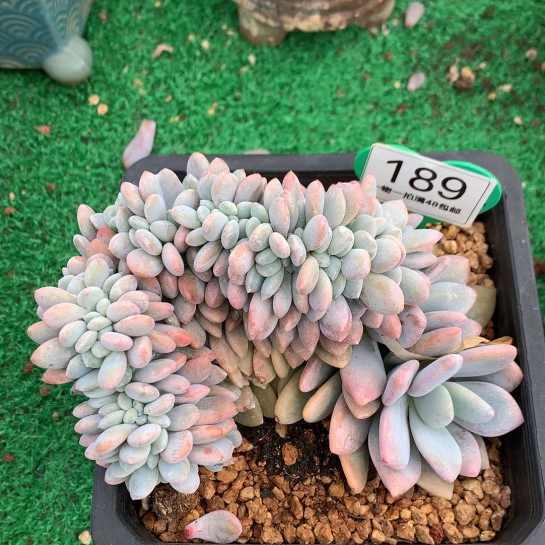 粉兔树缀一物一拍189