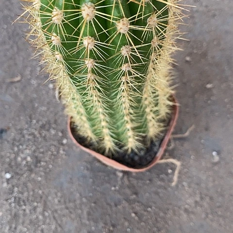 仙毛花毛花467634