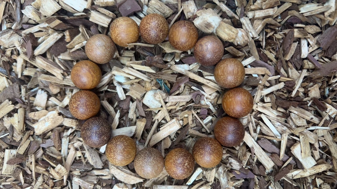 沉香x92福莱精选高端文玩