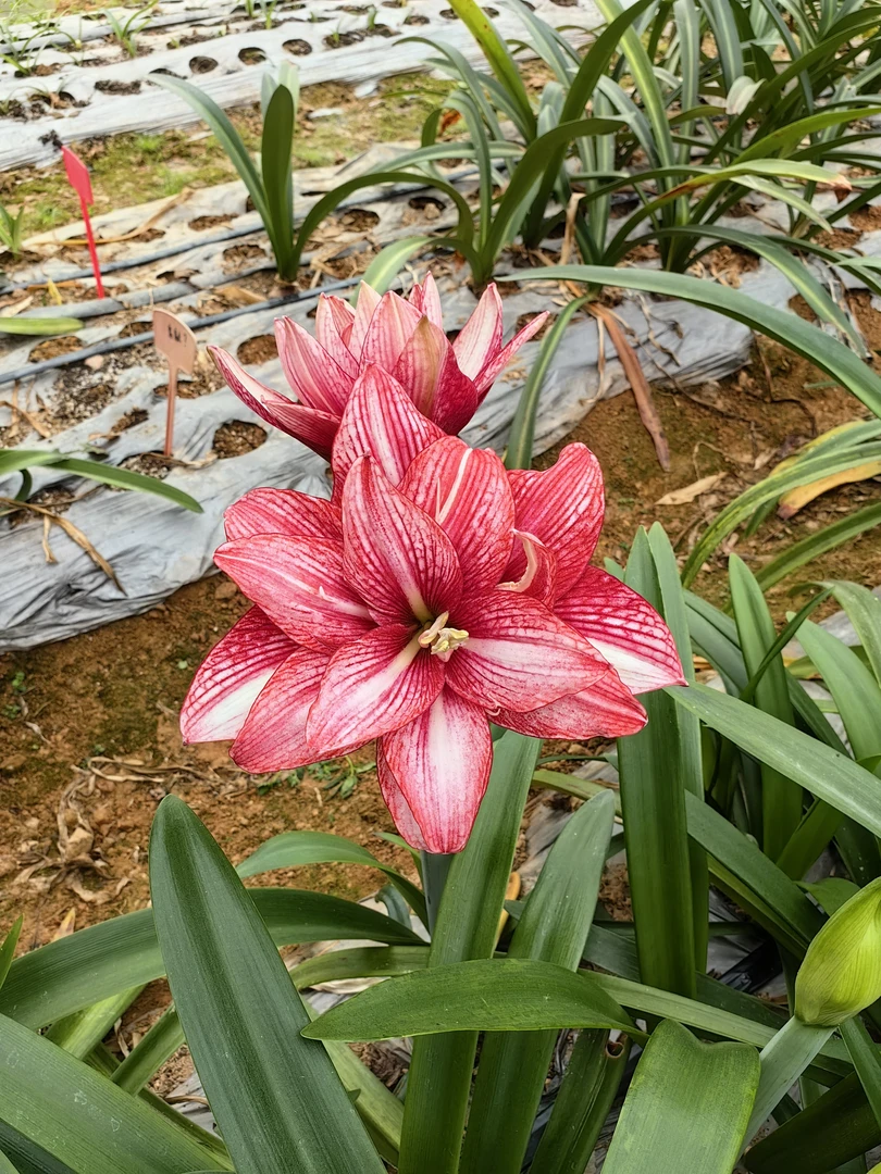 【紫金】球根朱顶红包对版不包养护