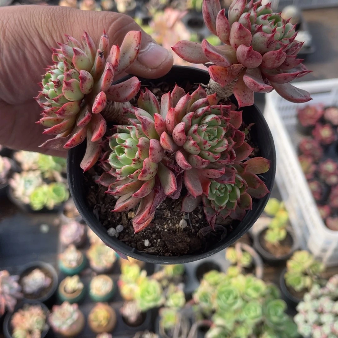 2934   魔焰  六月六