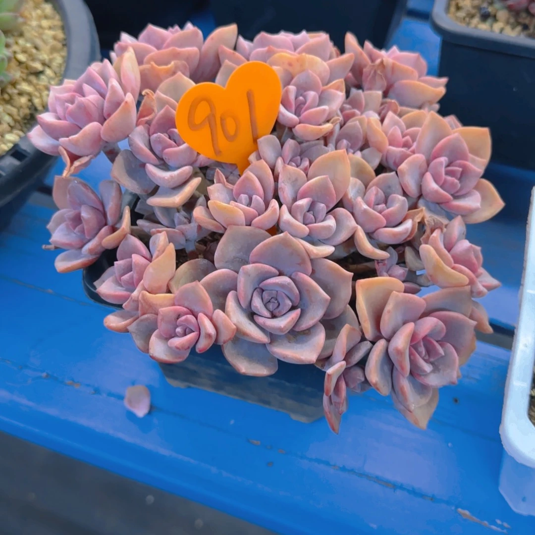 珍****）901多肉植物一物一拍