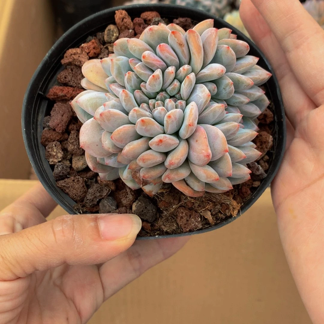 63036缀嗯嗯嗯嗯嗯嗯好吧今天