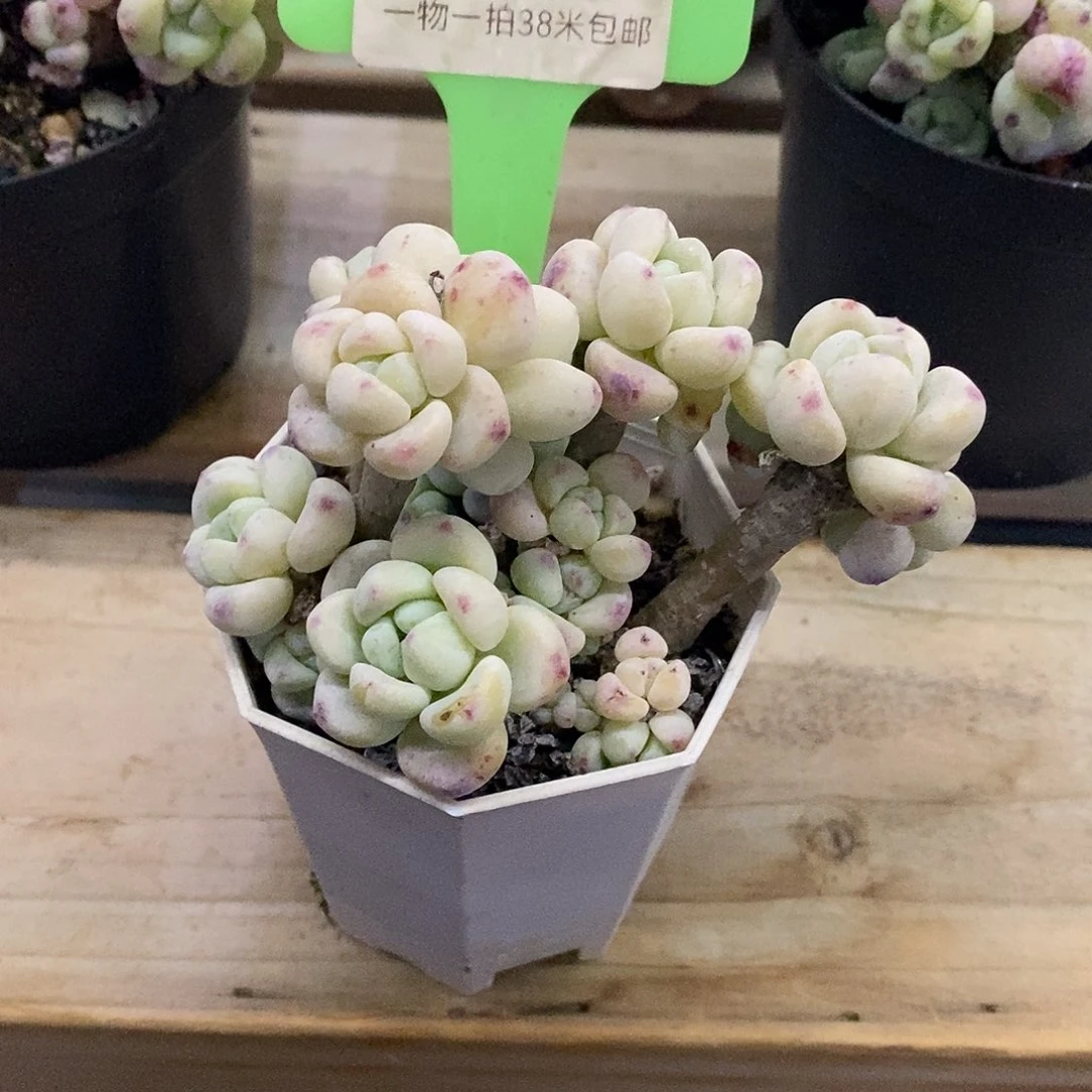 00686啊旅途中介咯小雨