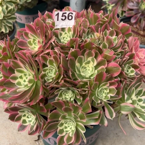 156白凤30厘米左右