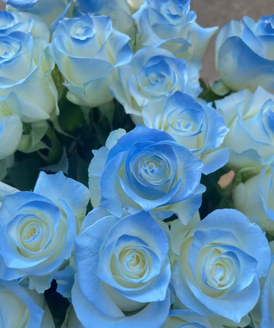 碎冰蓝+高原红福利套餐--新鲜优选鲜花----云南基地·直发-