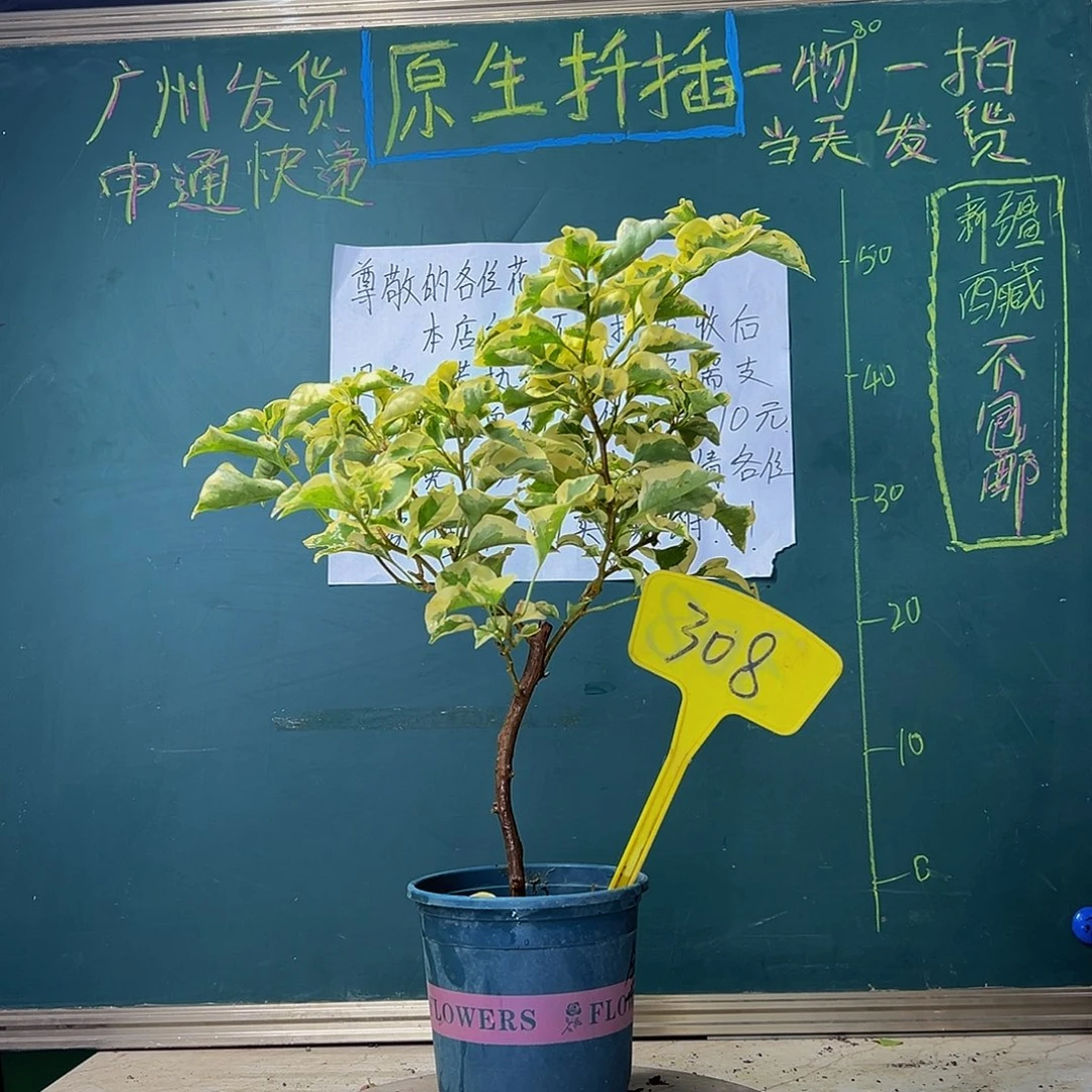 当前无花栽培后可以开花 金边黄 308