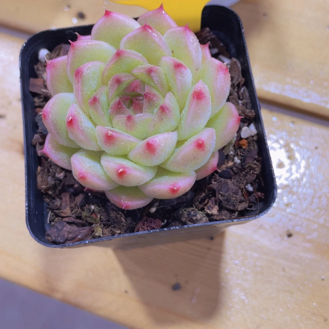 593号 精品麦秆单头一个