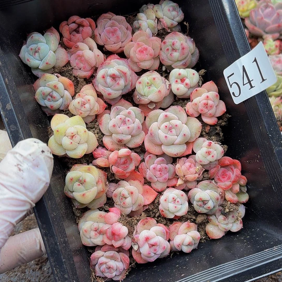 文***李多肉植物多肉植物541