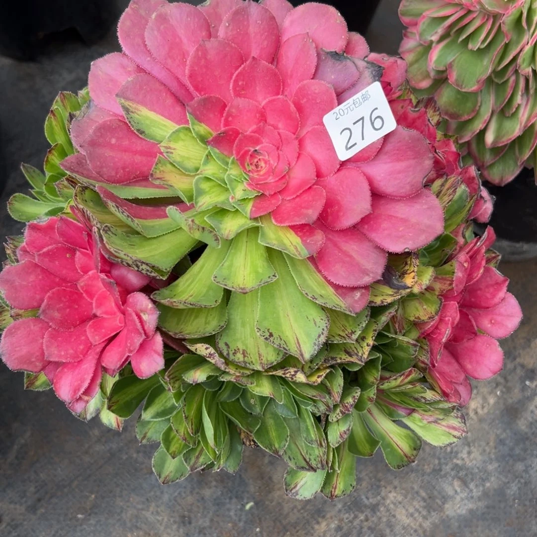 276知否无根多肉植物