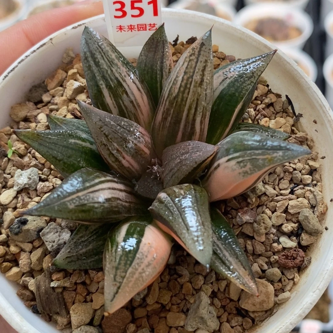 351玫瑰寿锦一物一图